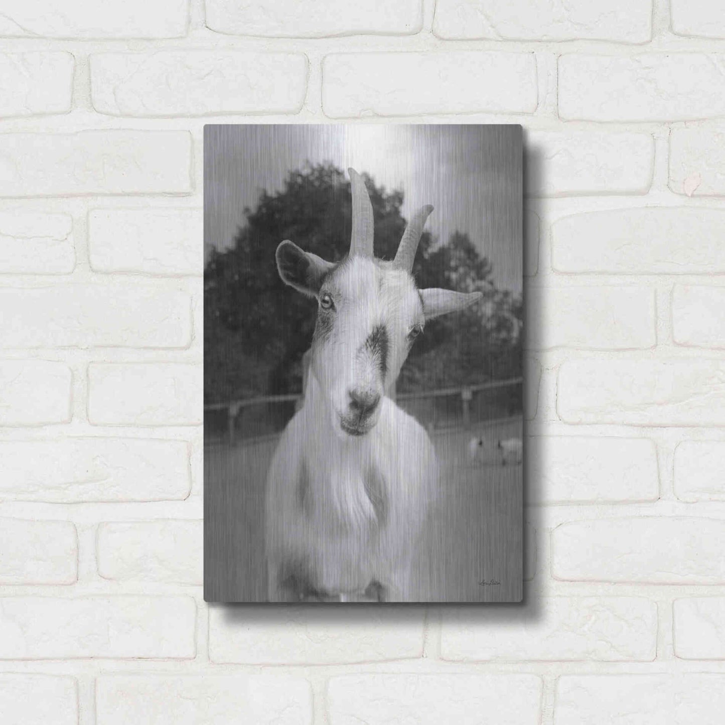 Luxe Metal Art 'Lake Tobias Goat II' by Lori Deiter, Metal Wall Art,12x16