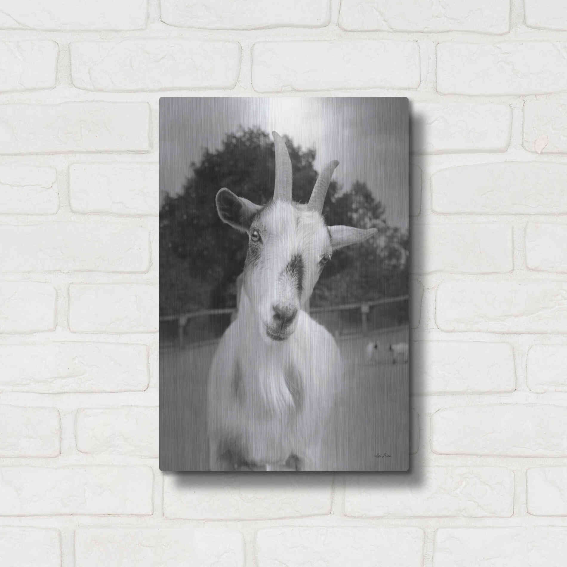 Luxe Metal Art 'Lake Tobias Goat II' by Lori Deiter, Metal Wall Art,12x16
