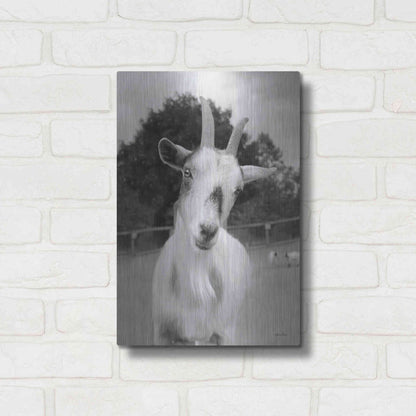 Luxe Metal Art 'Lake Tobias Goat II' by Lori Deiter, Metal Wall Art,12x16