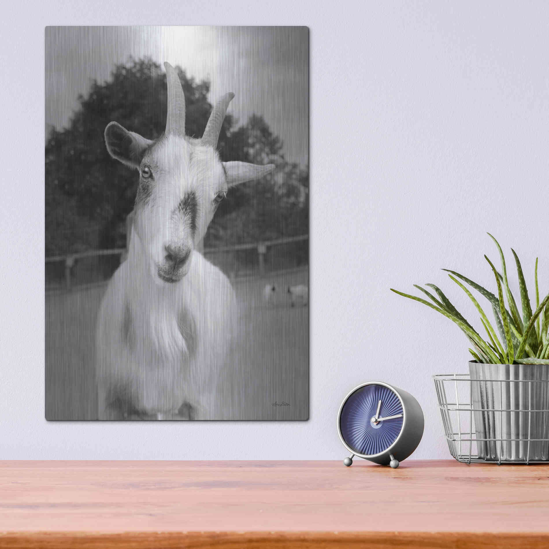 Luxe Metal Art 'Lake Tobias Goat II' by Lori Deiter, Metal Wall Art,12x16