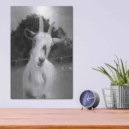 Luxe Metal Art 'Lake Tobias Goat II' by Lori Deiter, Metal Wall Art,12x16