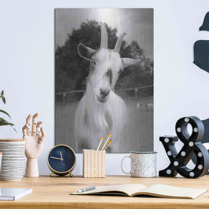 Luxe Metal Art 'Lake Tobias Goat II' by Lori Deiter, Metal Wall Art,12x16