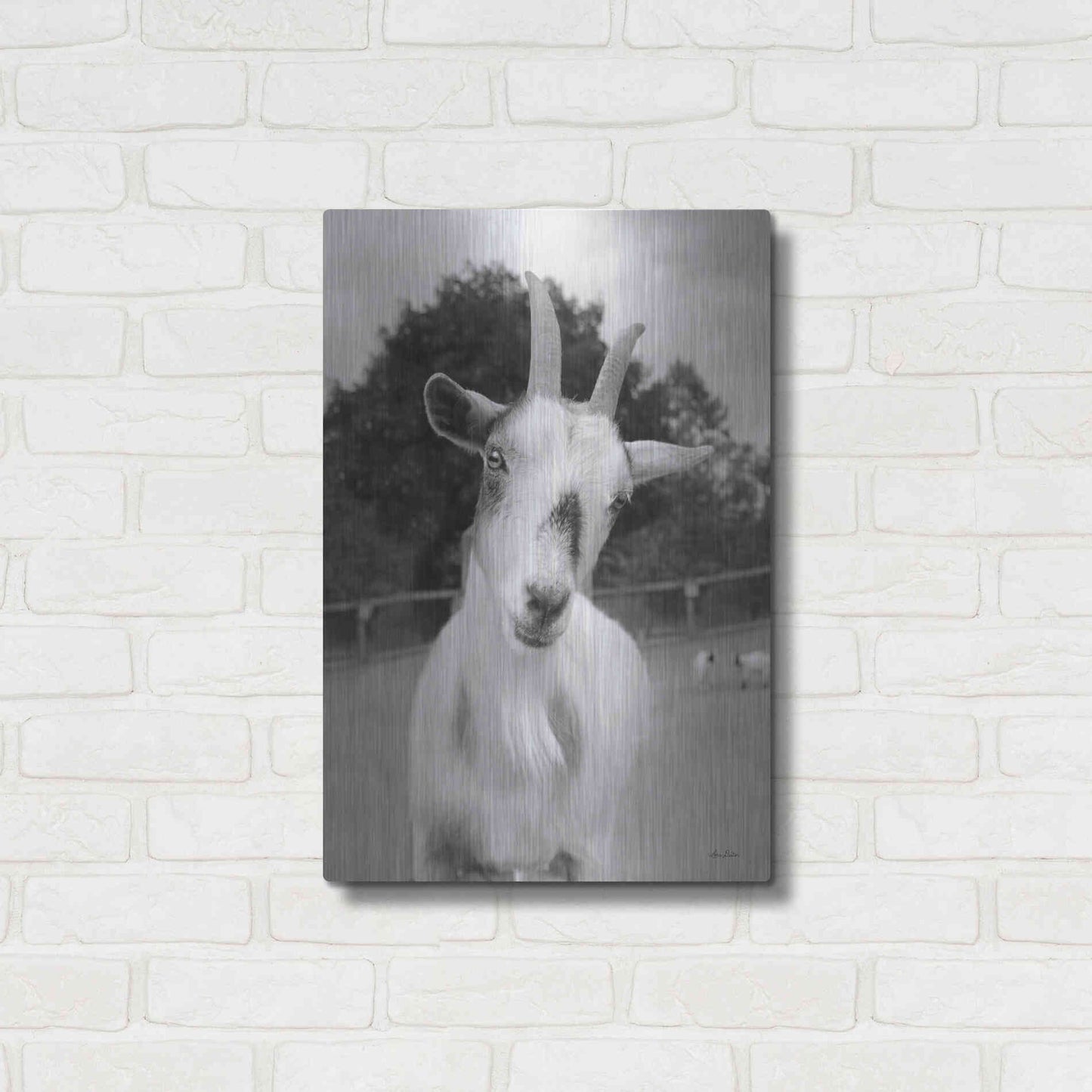 Luxe Metal Art 'Lake Tobias Goat II' by Lori Deiter, Metal Wall Art,16x24