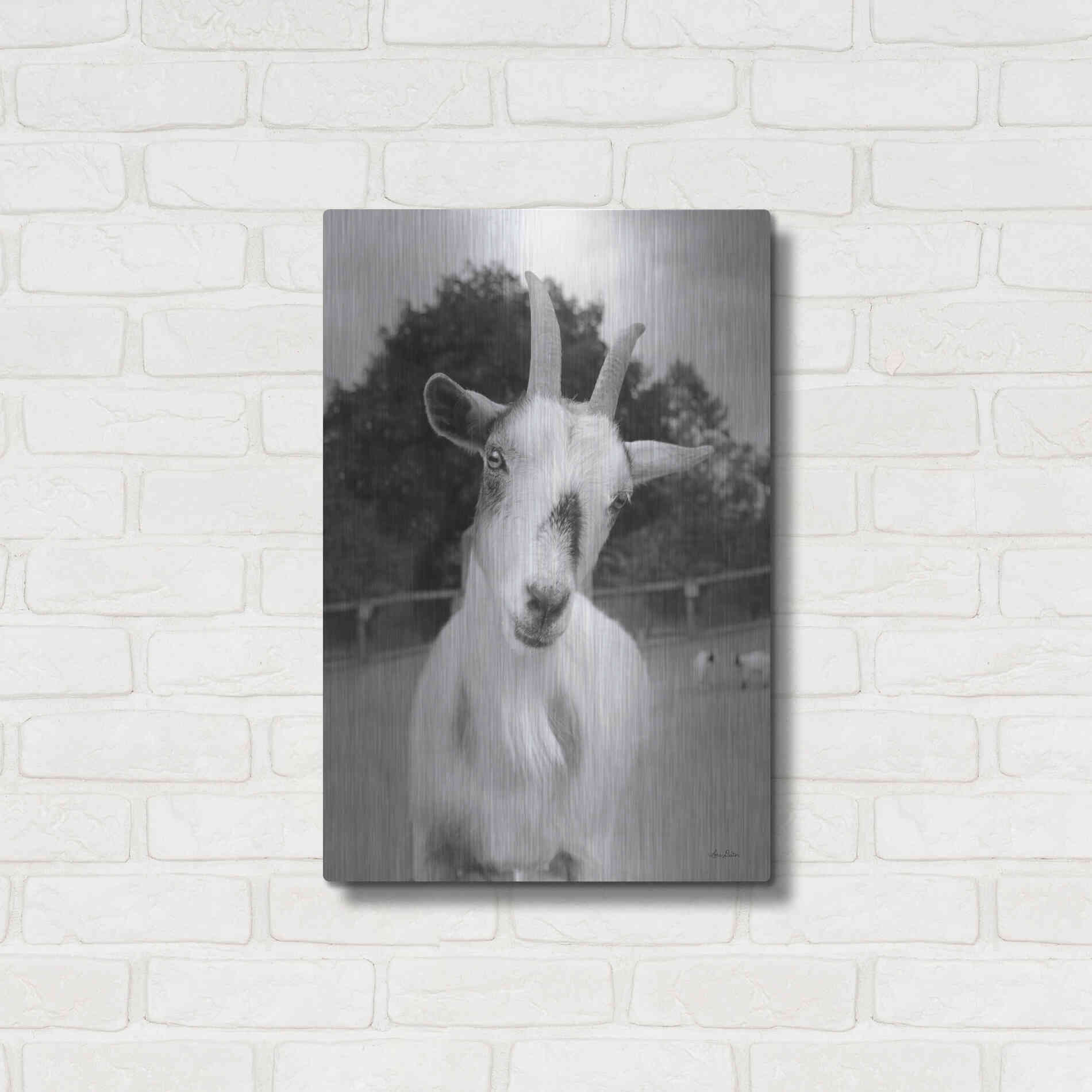 Luxe Metal Art 'Lake Tobias Goat II' by Lori Deiter, Metal Wall Art,16x24