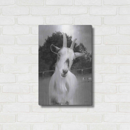 Luxe Metal Art 'Lake Tobias Goat II' by Lori Deiter, Metal Wall Art,16x24