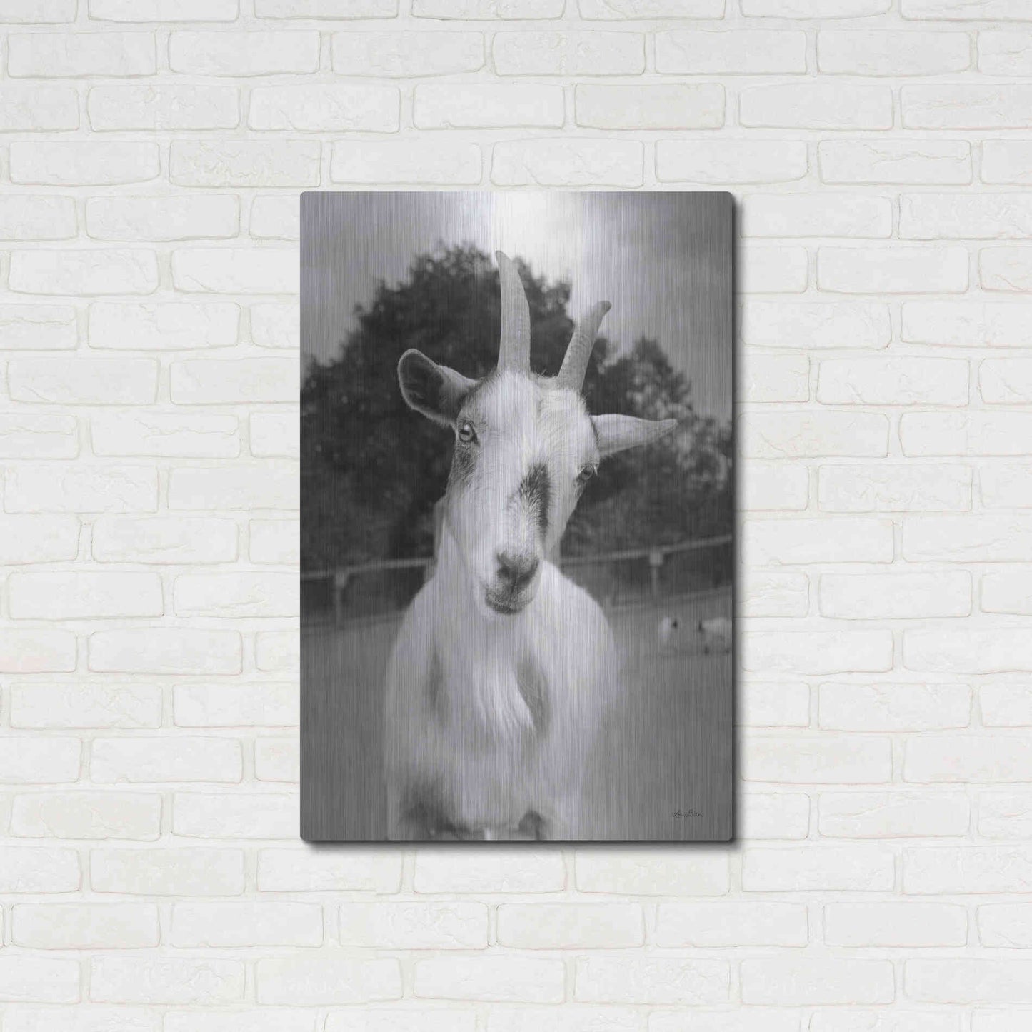 Luxe Metal Art 'Lake Tobias Goat II' by Lori Deiter, Metal Wall Art,24x36