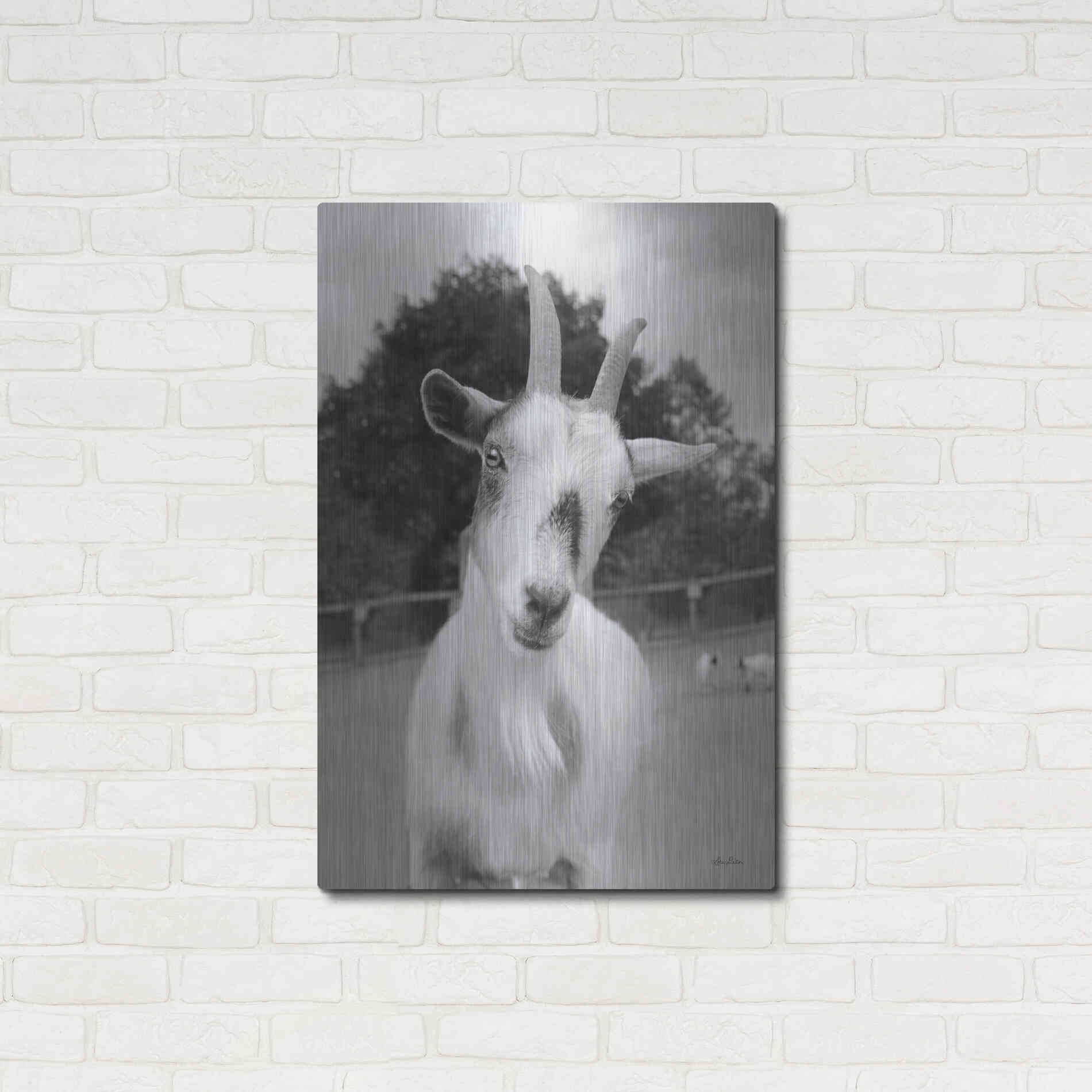 Luxe Metal Art 'Lake Tobias Goat II' by Lori Deiter, Metal Wall Art,24x36