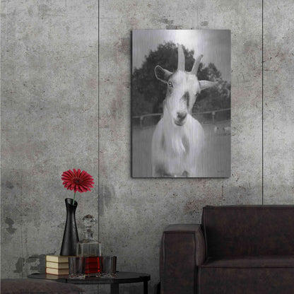 Luxe Metal Art 'Lake Tobias Goat II' by Lori Deiter, Metal Wall Art,24x36