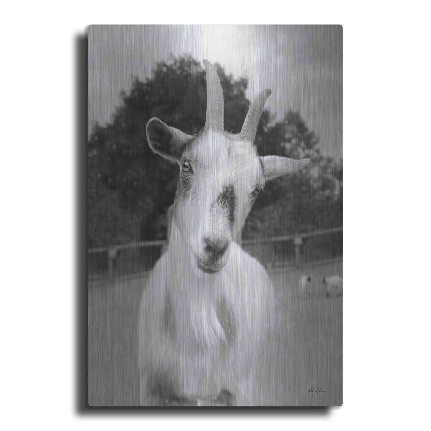 Luxe Metal Art 'Lake Tobias Goat II' by Lori Deiter, Metal Wall Art