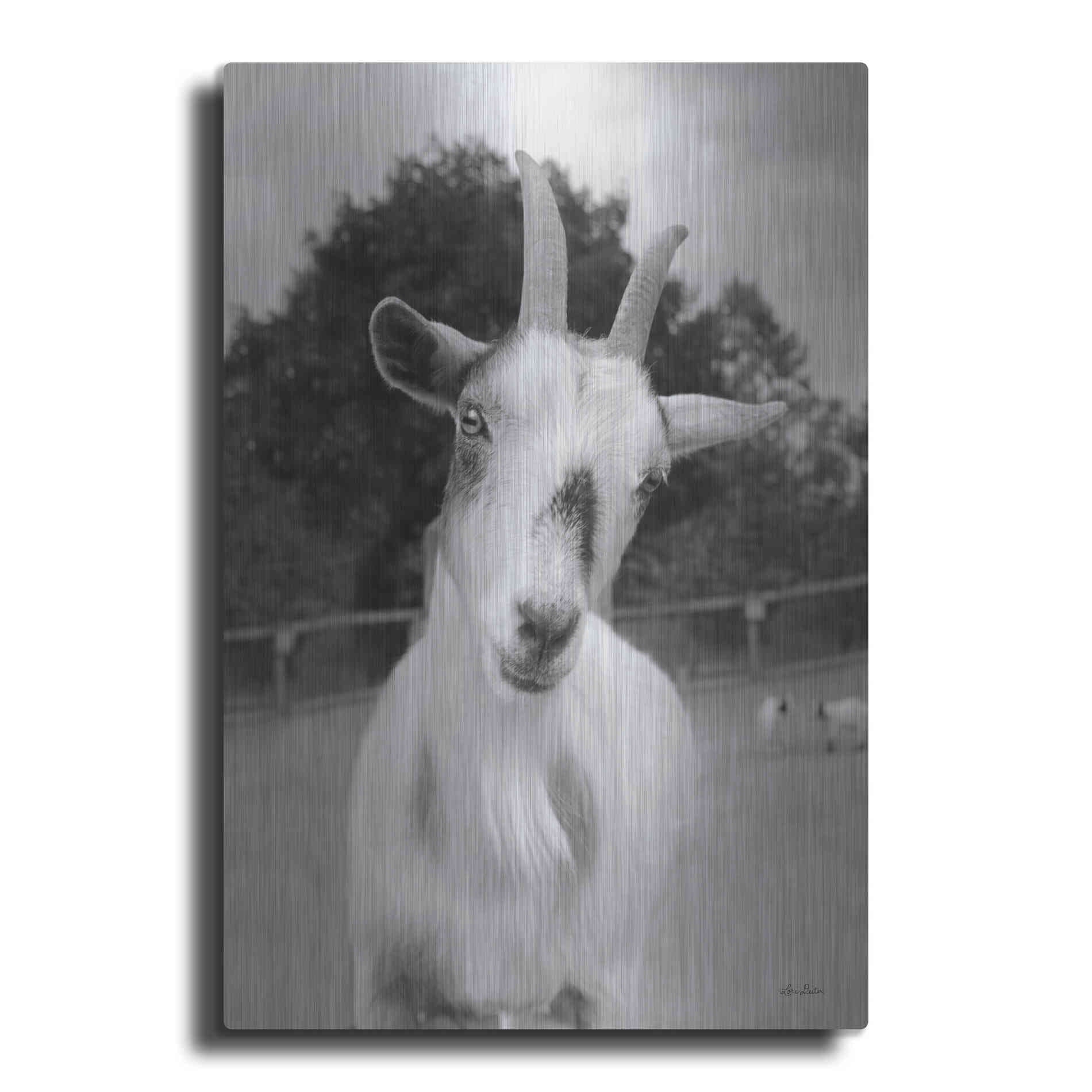 Luxe Metal Art 'Lake Tobias Goat II' by Lori Deiter, Metal Wall Art