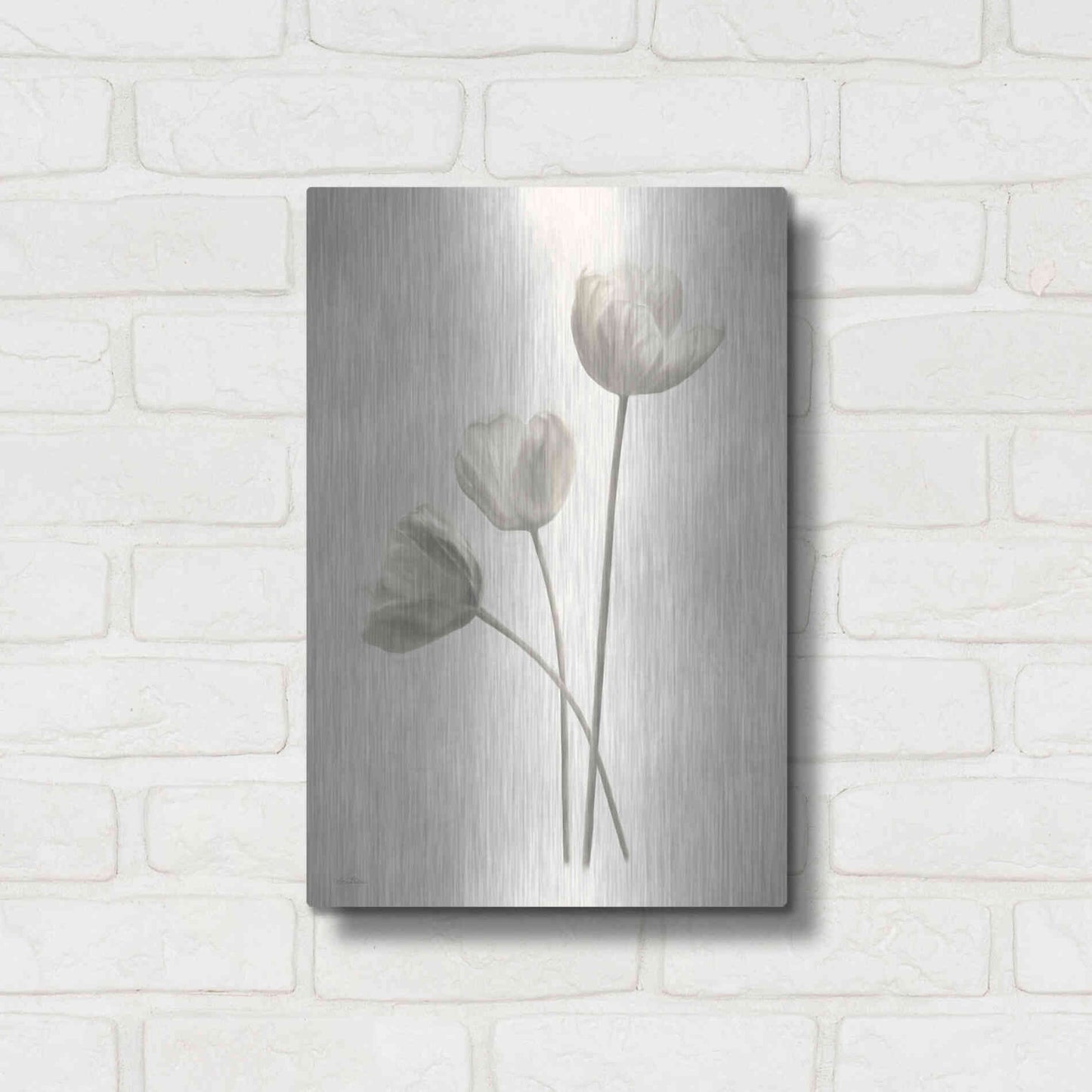 Luxe Metal Art 'Bleached Tulips I' by Lori Deiter, Metal Wall Art,12x16