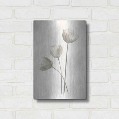 Luxe Metal Art 'Bleached Tulips I' by Lori Deiter, Metal Wall Art,12x16