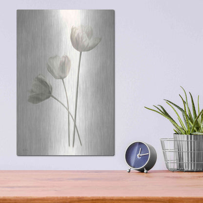 Luxe Metal Art 'Bleached Tulips I' by Lori Deiter, Metal Wall Art,12x16