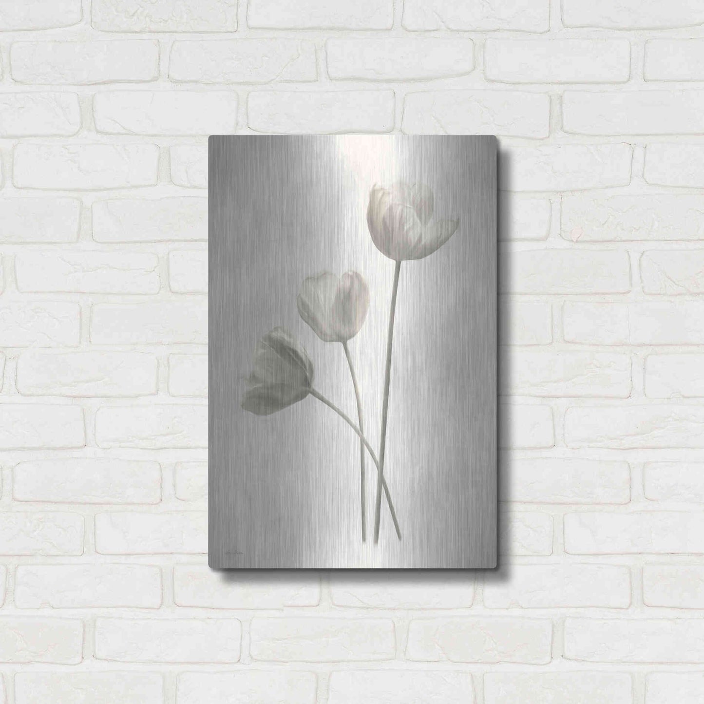 Luxe Metal Art 'Bleached Tulips I' by Lori Deiter, Metal Wall Art,16x24