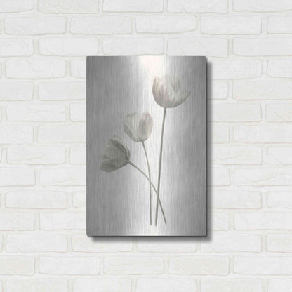 Luxe Metal Art 'Bleached Tulips I' by Lori Deiter, Metal Wall Art,16x24