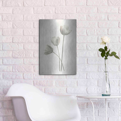 Luxe Metal Art 'Bleached Tulips I' by Lori Deiter, Metal Wall Art,16x24