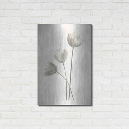 Luxe Metal Art 'Bleached Tulips I' by Lori Deiter, Metal Wall Art,24x36