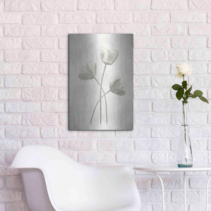 Luxe Metal Art 'Bleached Tulips II' by Lori Deiter, Metal Wall Art,16x24