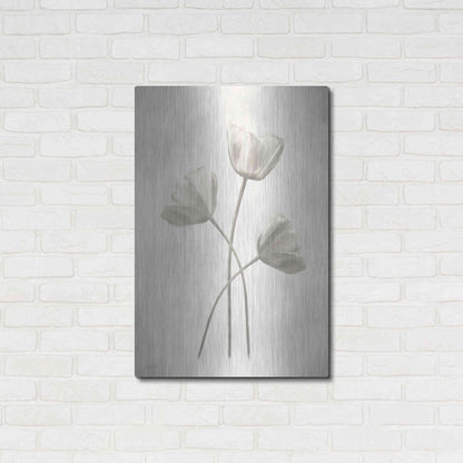 Luxe Metal Art 'Bleached Tulips II' by Lori Deiter, Metal Wall Art,24x36