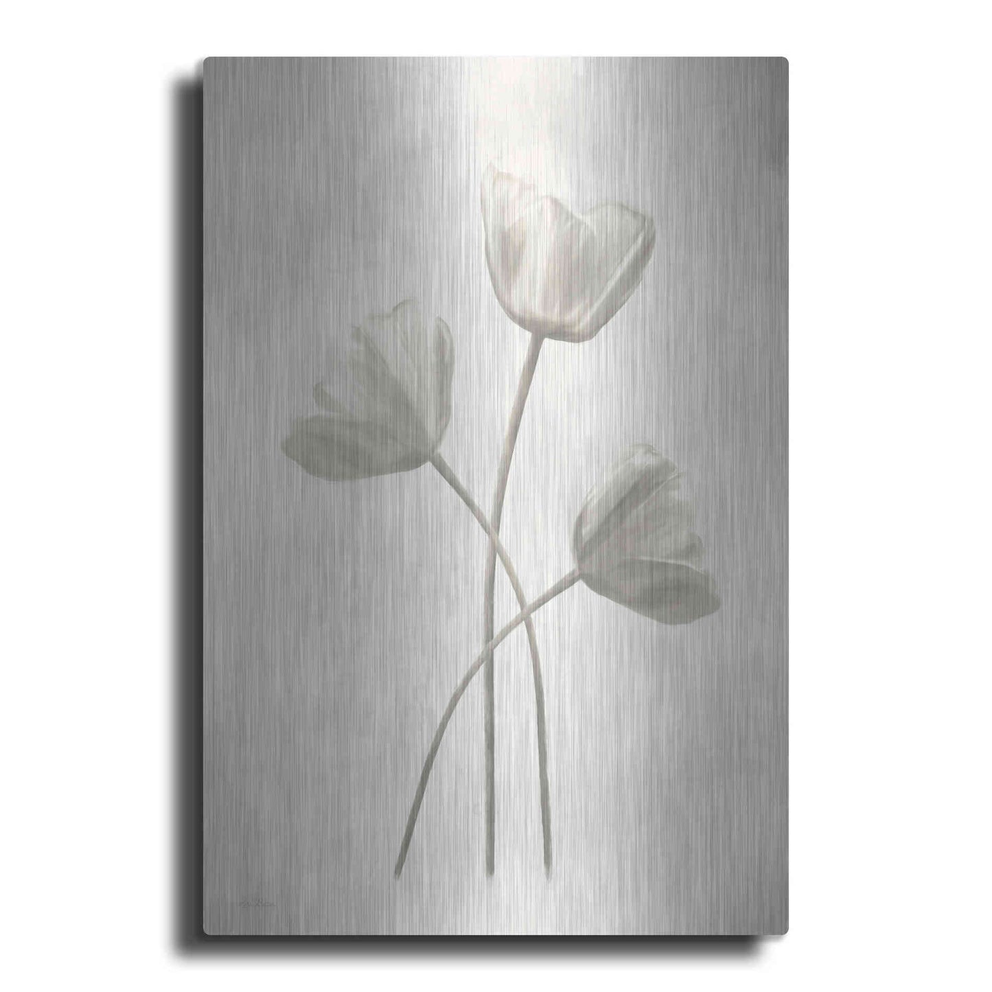 Luxe Metal Art 'Bleached Tulips II' by Lori Deiter, Metal Wall Art