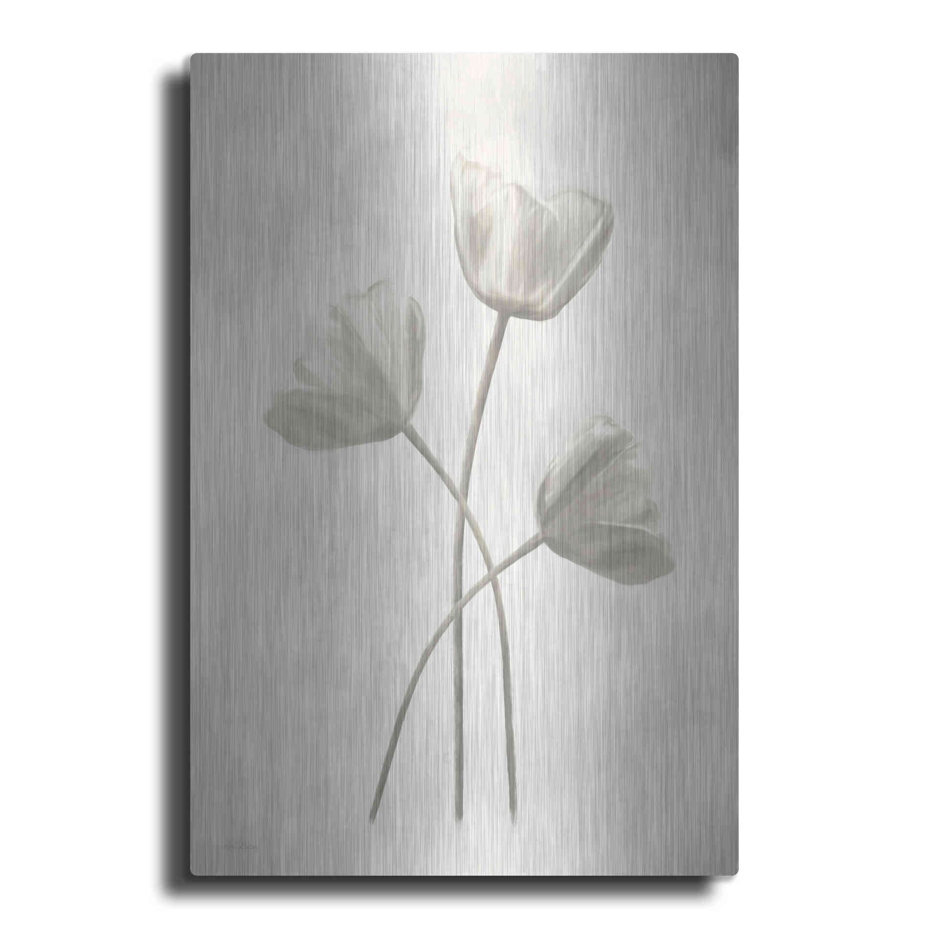 Luxe Metal Art 'Bleached Tulips II' by Lori Deiter, Metal Wall Art