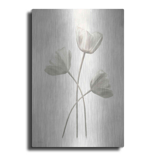 Luxe Metal Art 'Bleached Tulips II' by Lori Deiter, Metal Wall Art