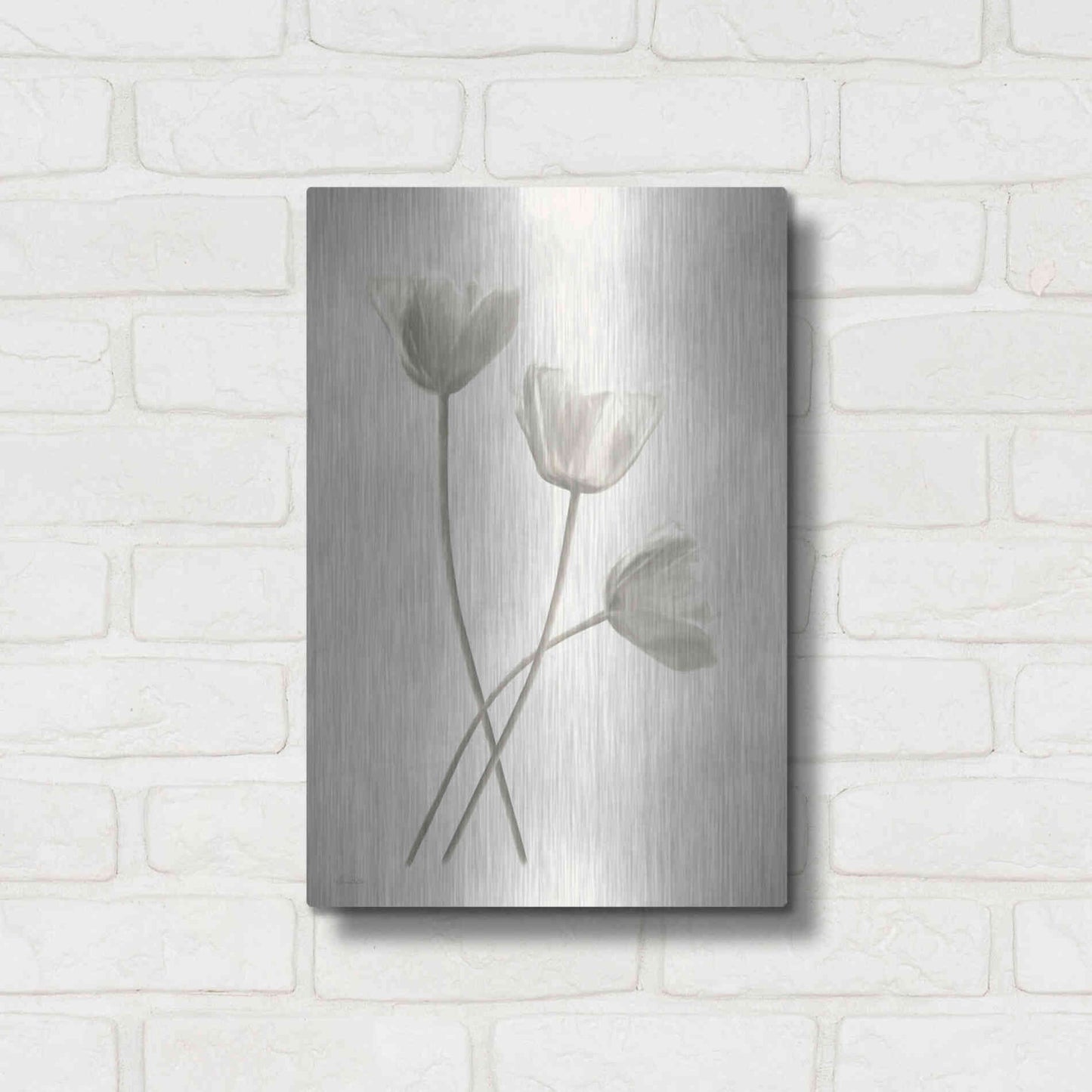 Luxe Metal Art 'Bleached Tulips III' by Lori Deiter, Metal Wall Art,12x16