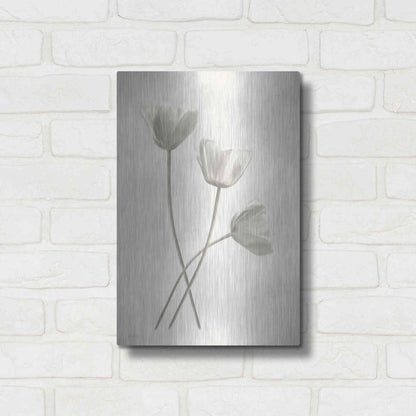 Luxe Metal Art 'Bleached Tulips III' by Lori Deiter, Metal Wall Art,12x16