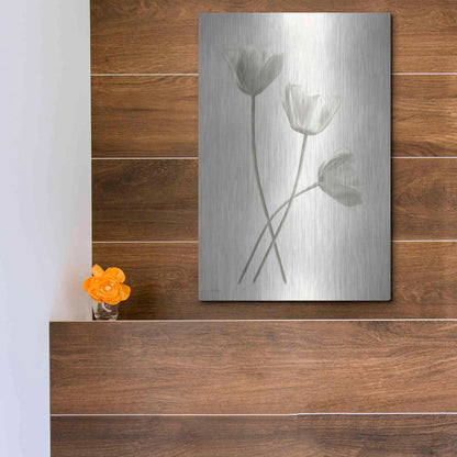 Luxe Metal Art 'Bleached Tulips III' by Lori Deiter, Metal Wall Art,12x16