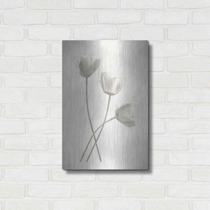 Luxe Metal Art 'Bleached Tulips III' by Lori Deiter, Metal Wall Art,16x24