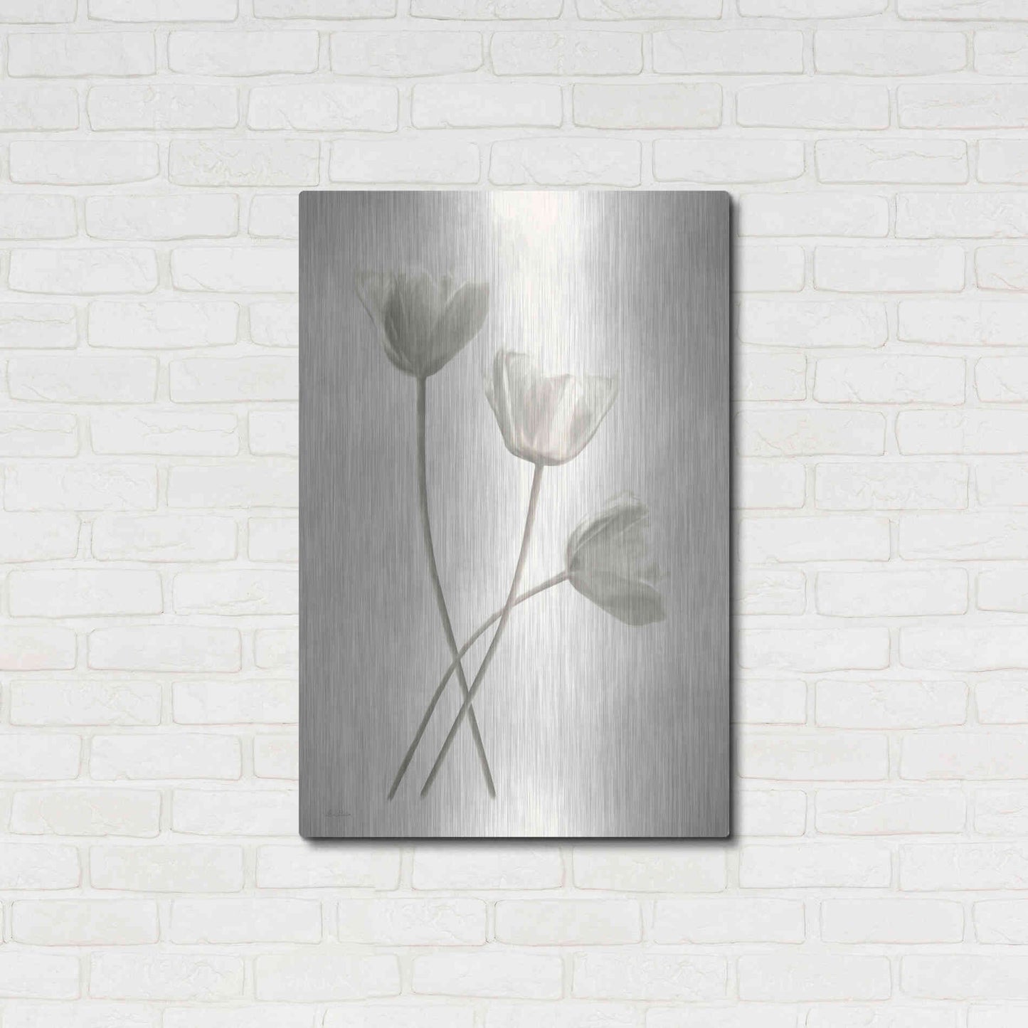 Luxe Metal Art 'Bleached Tulips III' by Lori Deiter, Metal Wall Art,24x36