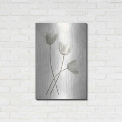 Luxe Metal Art 'Bleached Tulips III' by Lori Deiter, Metal Wall Art,24x36