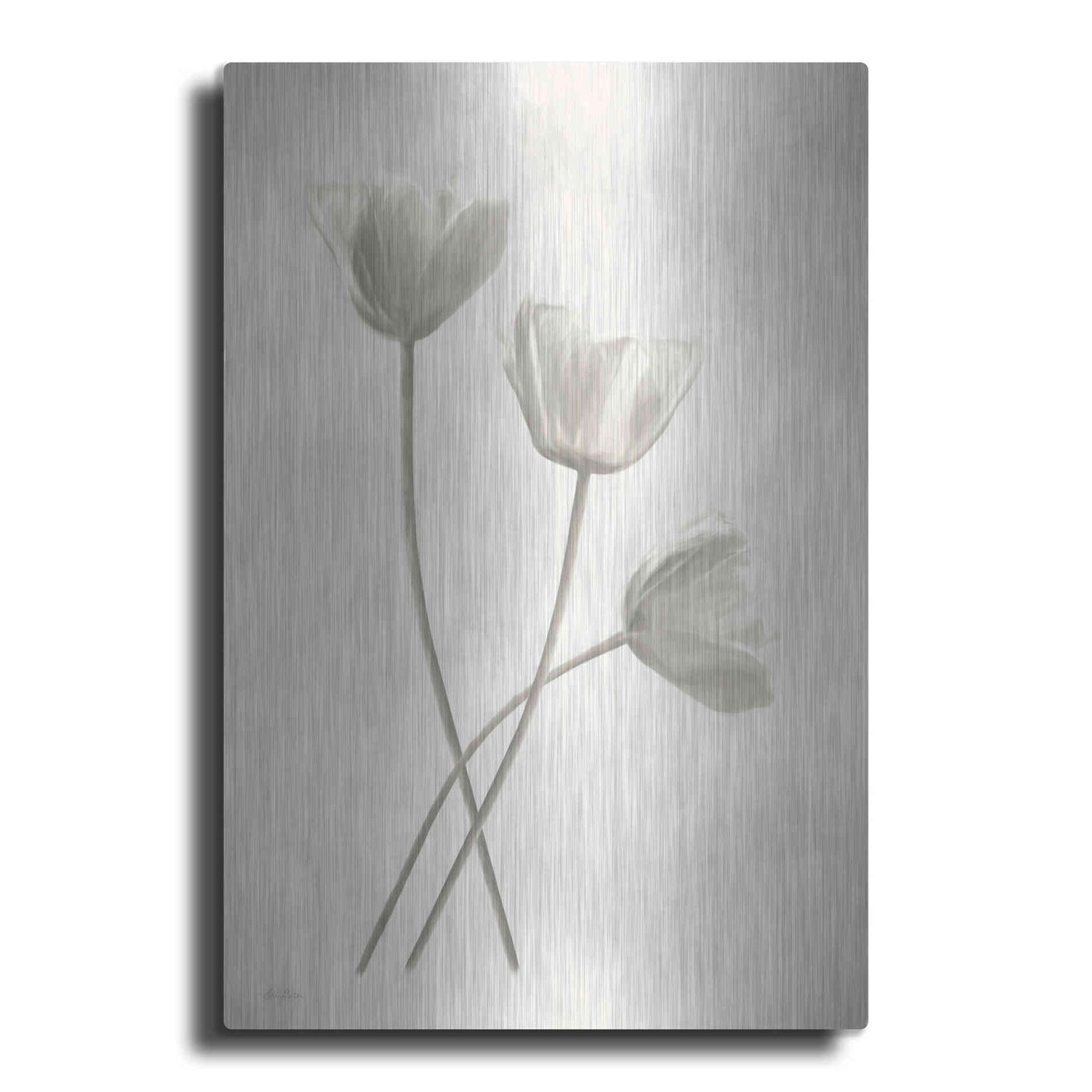 Luxe Metal Art 'Bleached Tulips III' by Lori Deiter, Metal Wall Art
