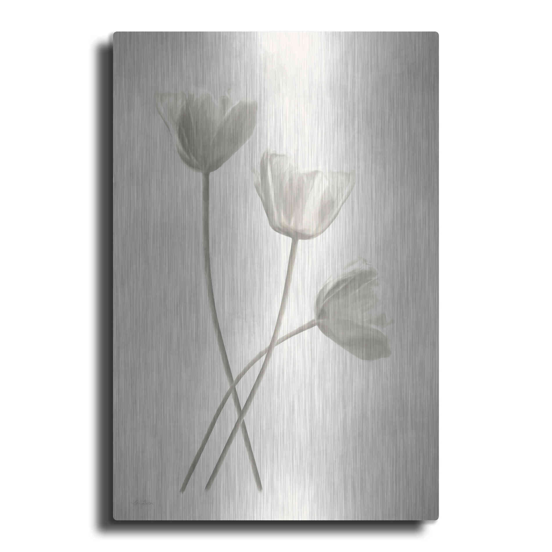 Luxe Metal Art 'Bleached Tulips III' by Lori Deiter, Metal Wall Art