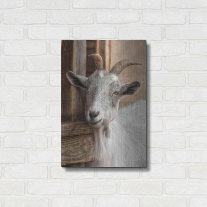 Luxe Metal Art 'Gray Goat' by Lori Deiter, Metal Wall Art,16x24