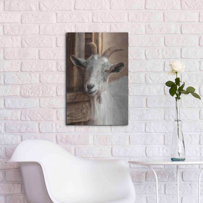 Luxe Metal Art 'Gray Goat' by Lori Deiter, Metal Wall Art,16x24