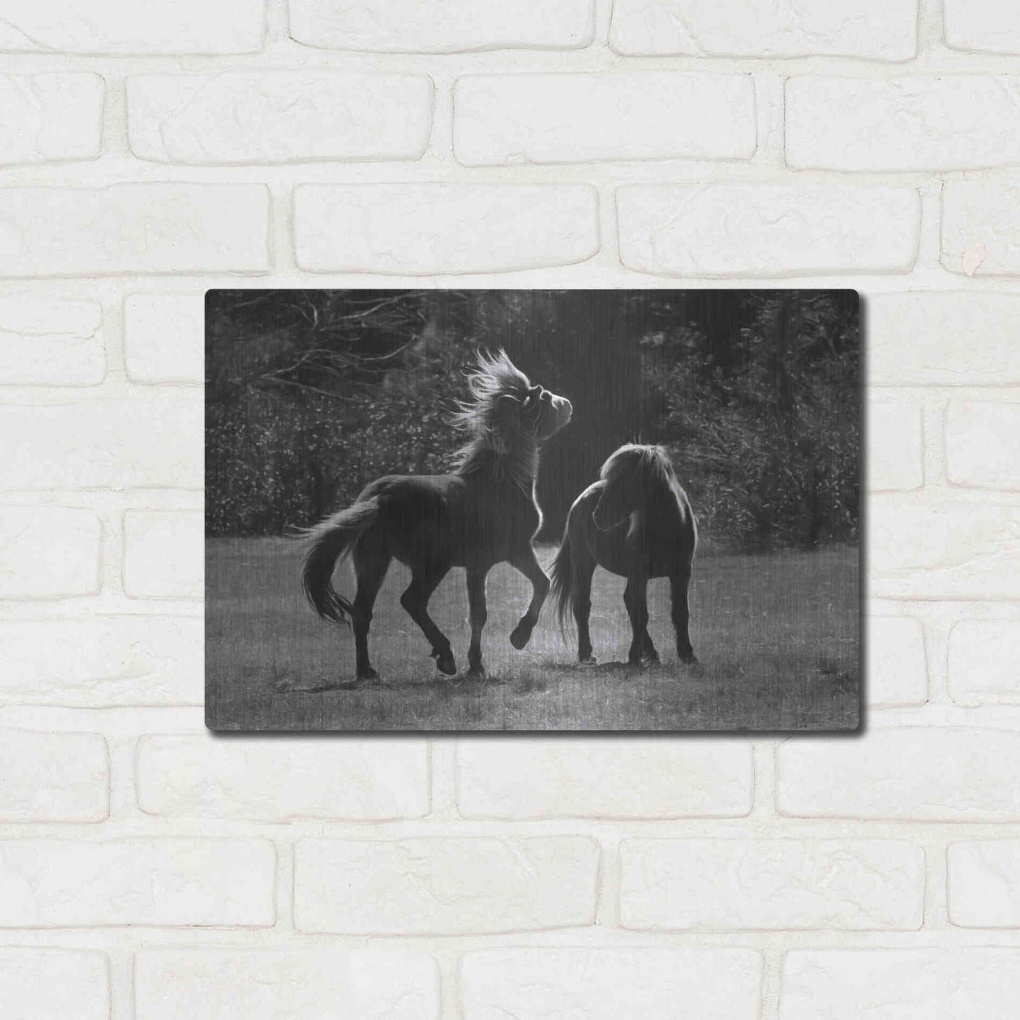 Luxe Metal Art 'Black & White Assateague Horses' by Lori Deiter, Metal Wall Art,16x12