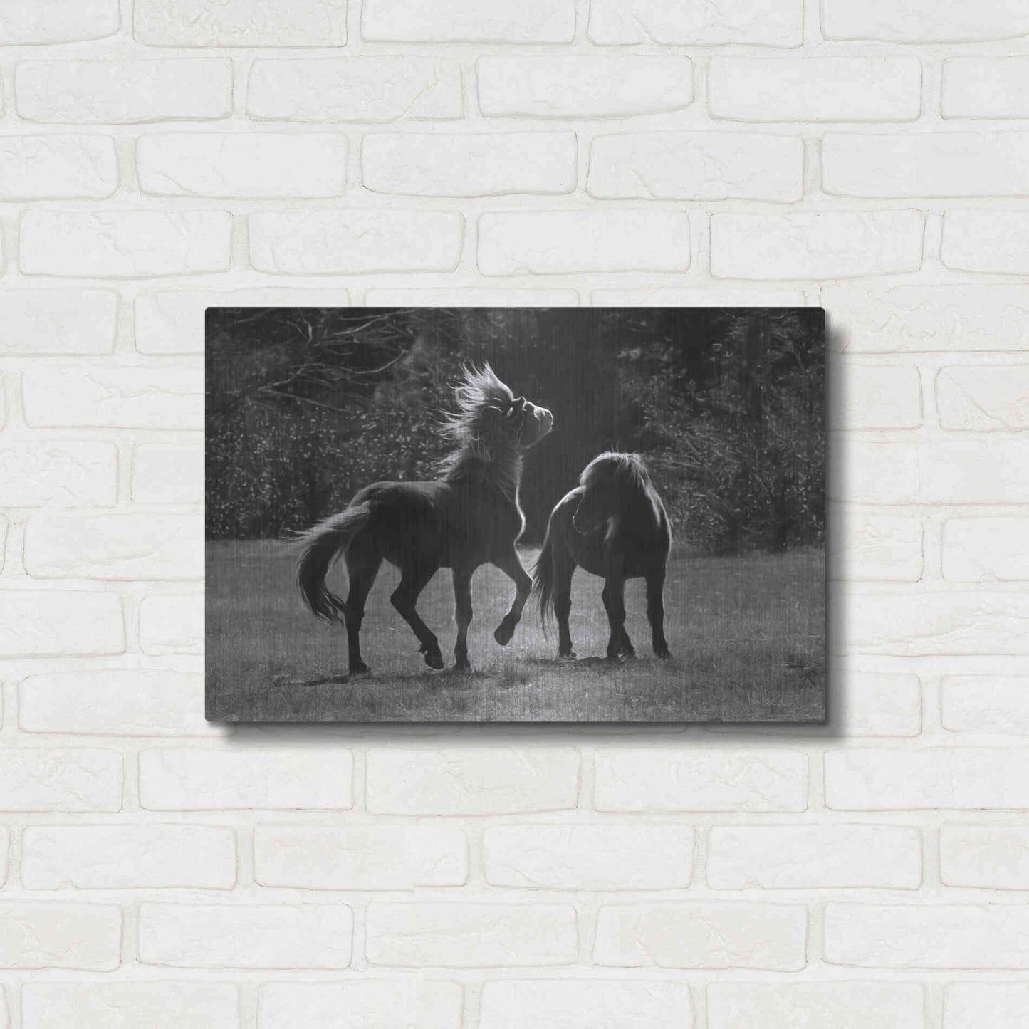 Luxe Metal Art 'Black & White Assateague Horses' by Lori Deiter, Metal Wall Art,24x16