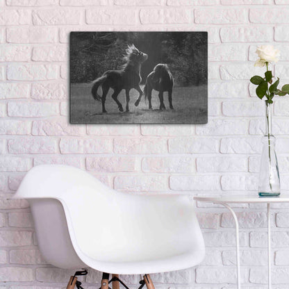 Luxe Metal Art 'Black & White Assateague Horses' by Lori Deiter, Metal Wall Art,24x16