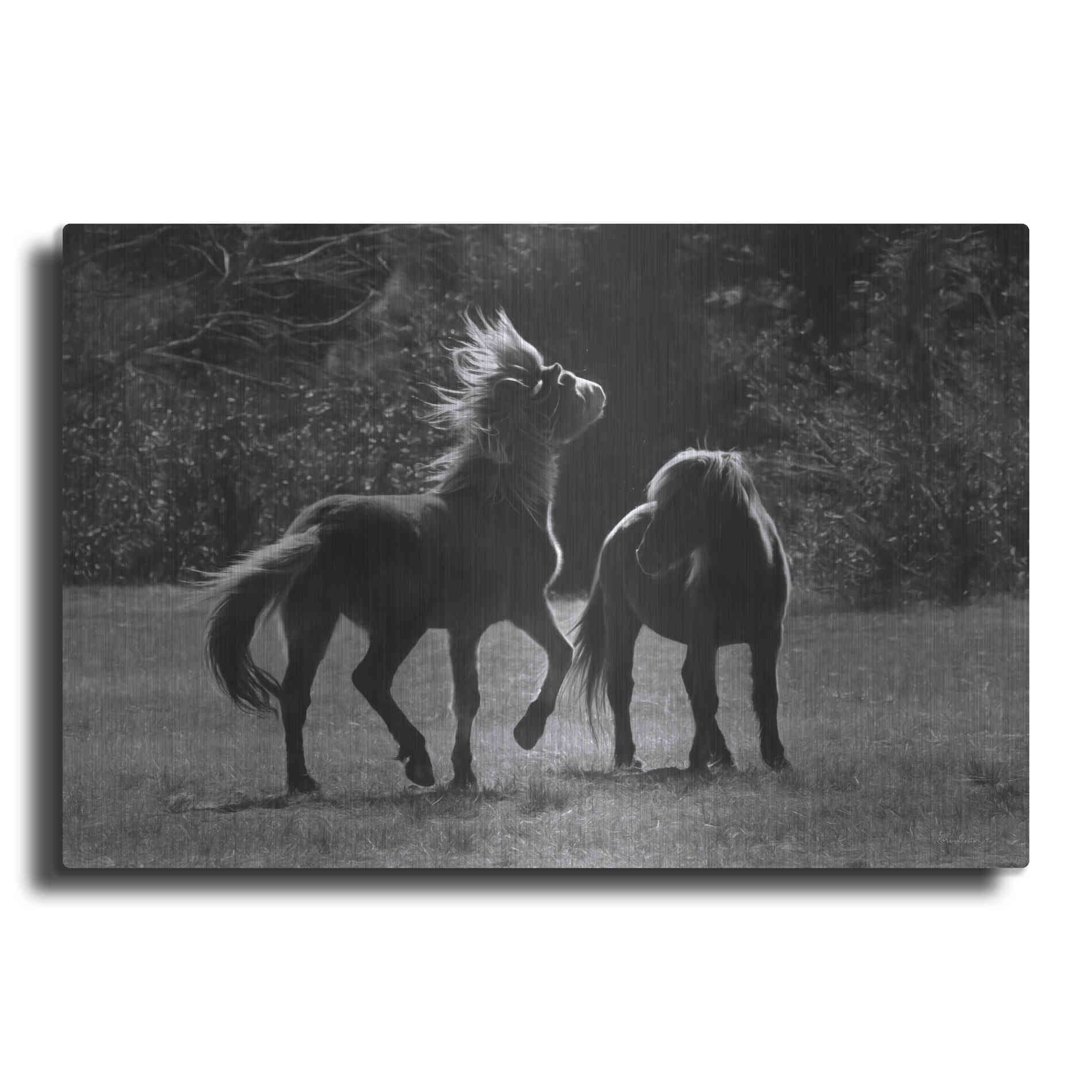 Luxe Metal Art 'Black & White Assateague Horses' by Lori Deiter, Metal Wall Art