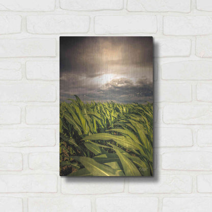 Luxe Metal Art 'Field of Corn' by Donnie Quillen Metal Wall Art,12x16