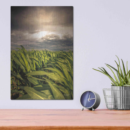 Luxe Metal Art 'Field of Corn' by Donnie Quillen Metal Wall Art,12x16