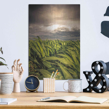 Luxe Metal Art 'Field of Corn' by Donnie Quillen Metal Wall Art,12x16