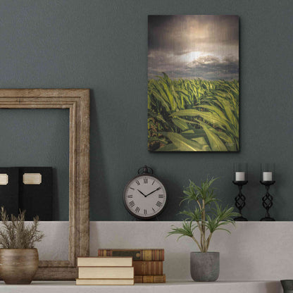 Luxe Metal Art 'Field of Corn' by Donnie Quillen Metal Wall Art,12x16