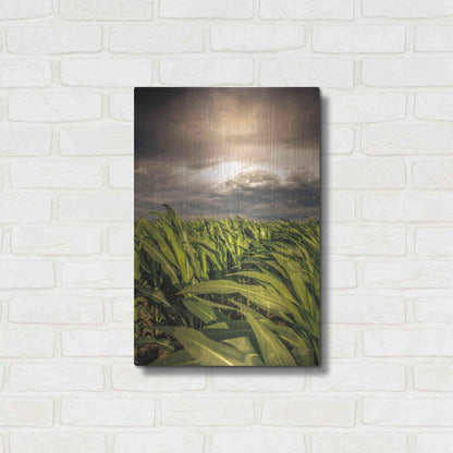 Luxe Metal Art 'Field of Corn' by Donnie Quillen Metal Wall Art,16x24