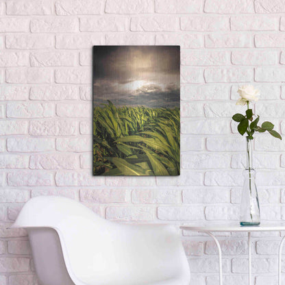 Luxe Metal Art 'Field of Corn' by Donnie Quillen Metal Wall Art,16x24