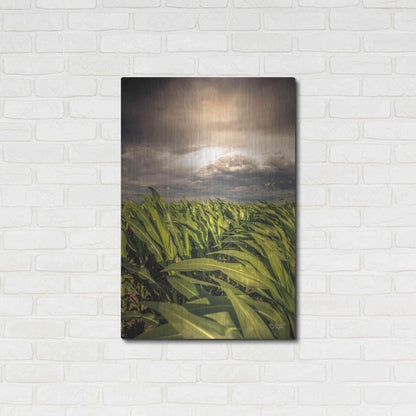 Luxe Metal Art 'Field of Corn' by Donnie Quillen Metal Wall Art,24x36