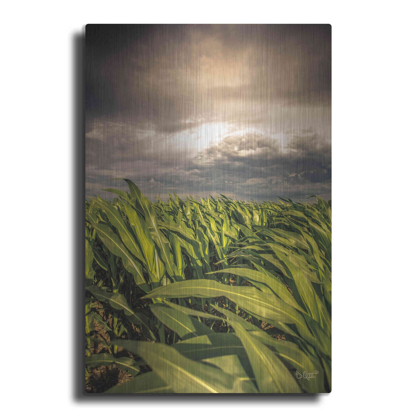 Luxe Metal Art 'Field of Corn' by Donnie Quillen Metal Wall Art