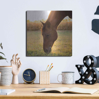 Luxe Metal Art 'Sunset Grazing II' by Donnie Quillen Metal Wall Art,12x12