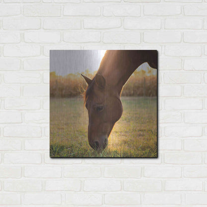 Luxe Metal Art 'Sunset Grazing II' by Donnie Quillen Metal Wall Art,24x24